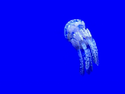 水 動物 水中 生物学 写真