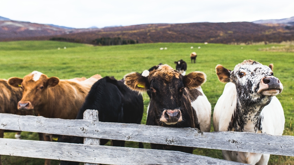 Farm animal cow herd