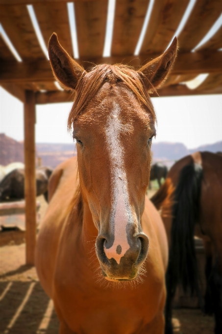 動物 牧場
 馬 哺乳類