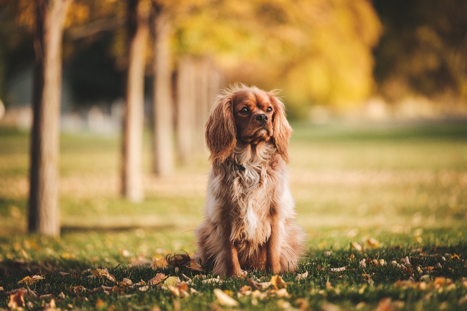 Welpe hund tier haustier