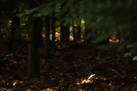 Foto árbol naturaleza bosque luz