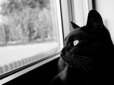 Foto Bianco e nero
 gatto mammifero