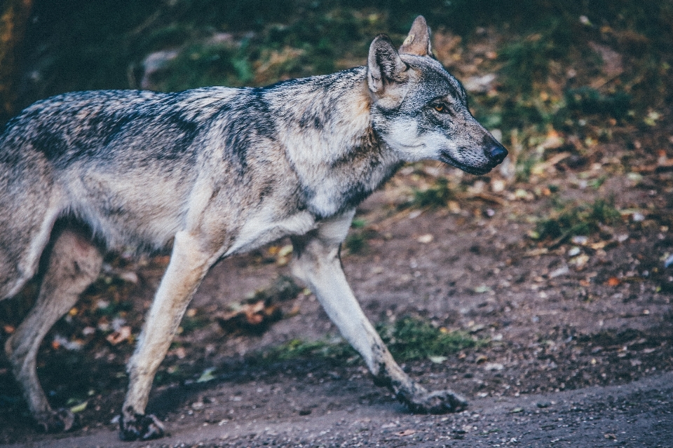 Dog animal fur mammal