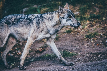 犬 動物 毛皮 哺乳類 写真