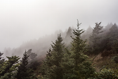 Foto Albero natura foresta selvaggia
