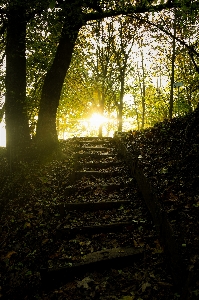 Foto Pohon alam hutan cabang