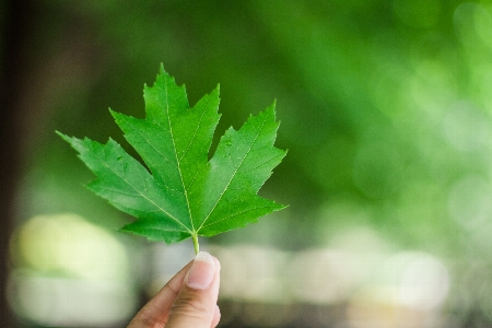 Hand tree nature grass Photo