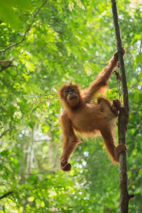 Floresta filial animais selvagens selva