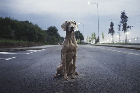 Foto Rua cachorro animal asfalto
