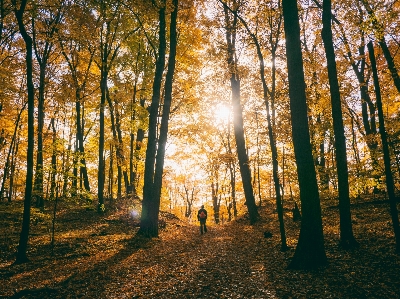 Tree nature forest wilderness Photo