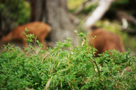 Tree nature forest grass Photo