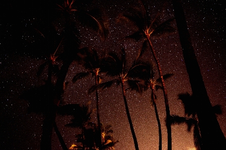 Foto Luz noche palmera estrella