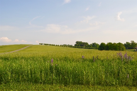 Landscape nature grass horizon Photo