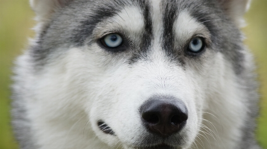 Foto Anjing mamalia serigala bertulang belakang
