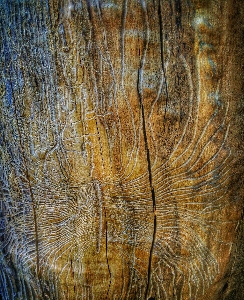 Tree wood texture leaf Photo