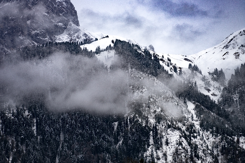 Tree nature mountain snow