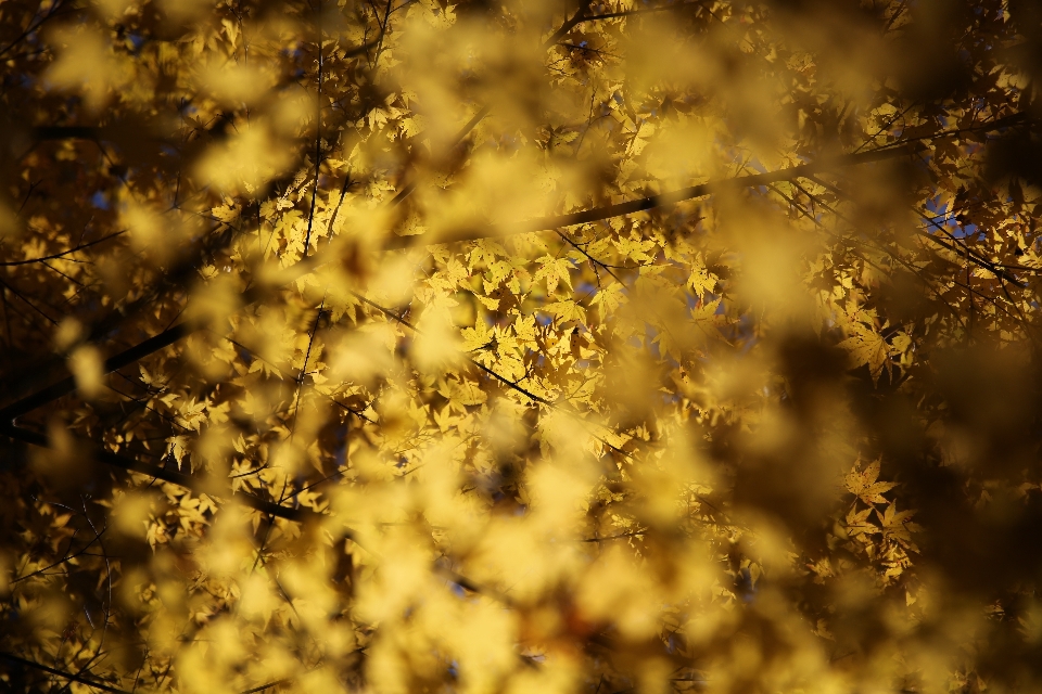 Baum natur zweig verwischen