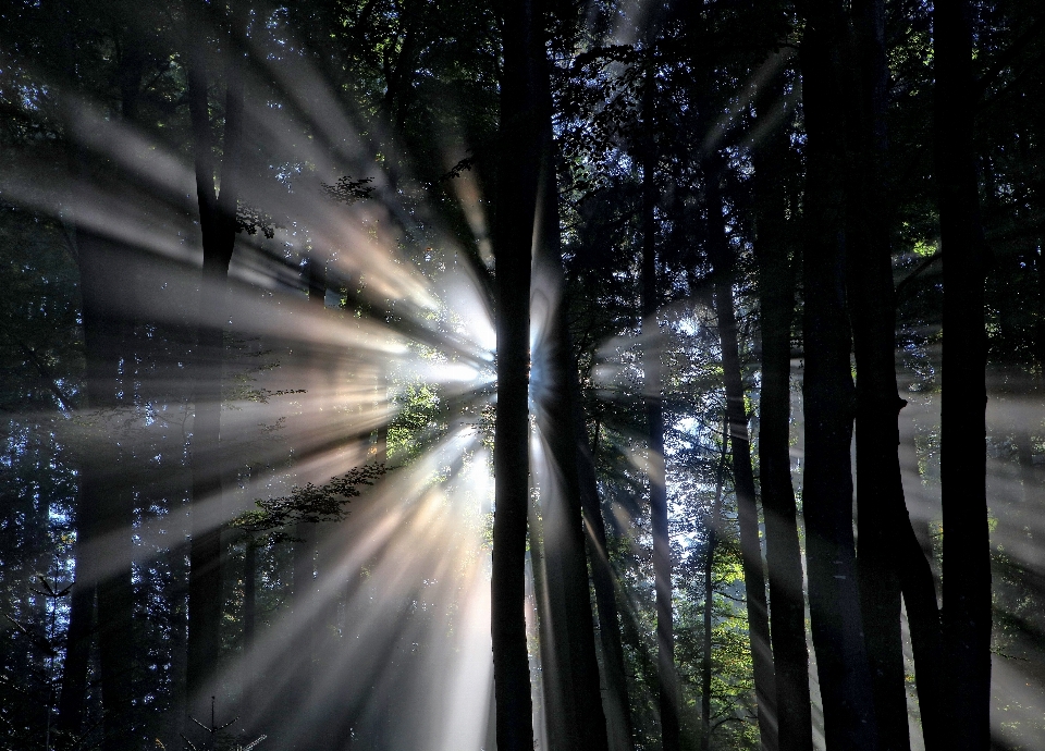 Albero natura foresta leggero