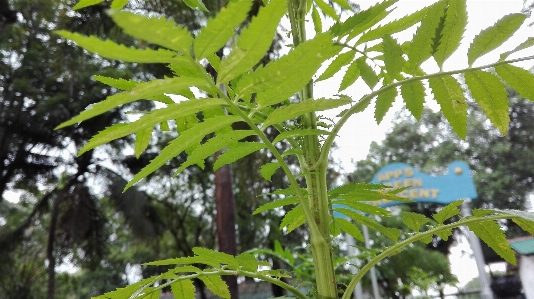 Foto Albero ramo pianta foglia