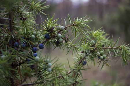 Foto Albero ramo pianta fiore