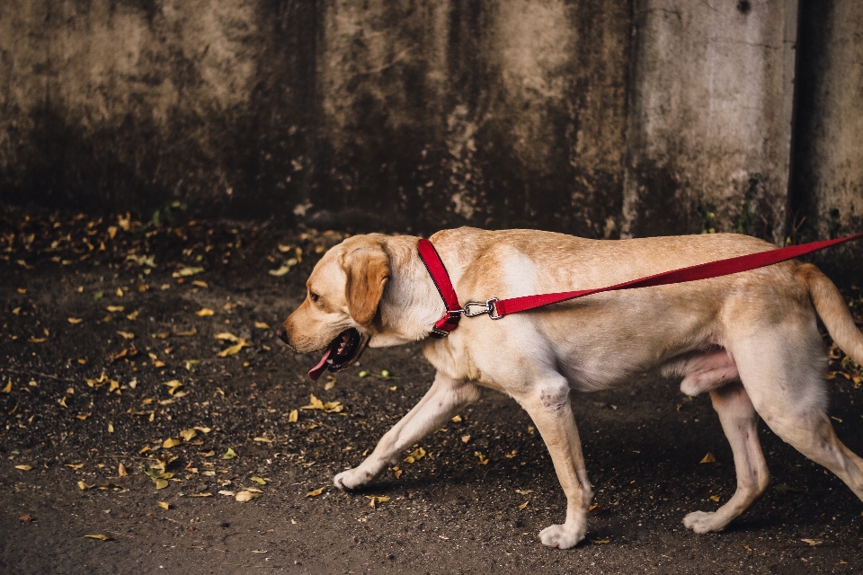 Welpe hund säugetier wirbeltier
