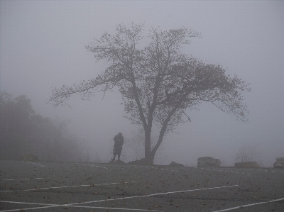 Foto árbol rama nieve invierno