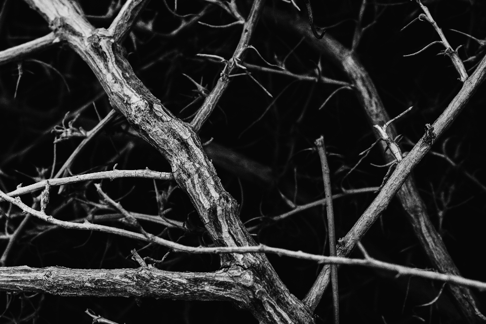 Tree branch black and white photography