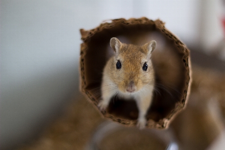 Mouse wildlife mammal squirrel Photo