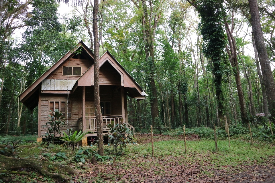 Baum wald holz haus