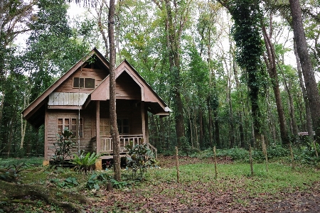 Tree forest wood house Photo