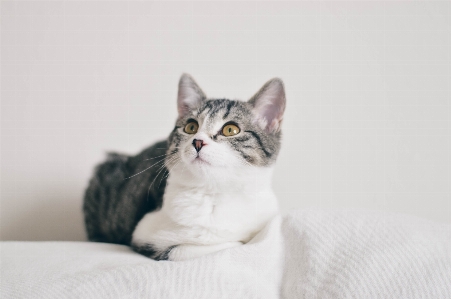 Photo Blanc chaton chat mammifère