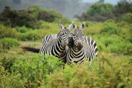 草 冒険 動物 野生動物 写真