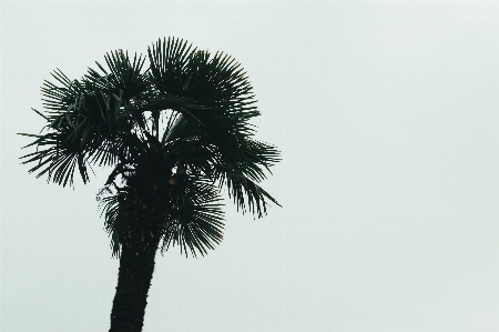 Tree branch black and white plant Photo