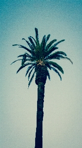 Tree branch plant sky Photo