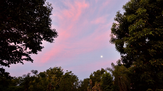 Tree nature forest cloud Photo