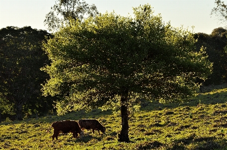 Tree nature grass wilderness Photo