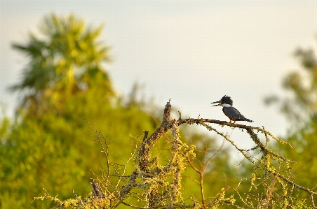 Foto Pohon alam cabang burung