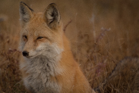 Foto Animal animais selvagens selvagem mamífero