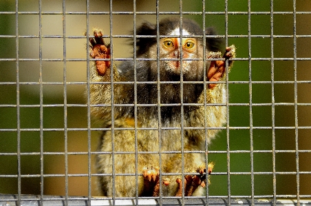 Foto Guardare zoo mammifero fauna