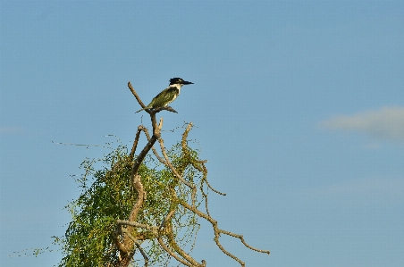 Photo Nature bifurquer oiseau ciel