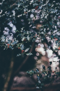 Foto árbol naturaleza rama florecer