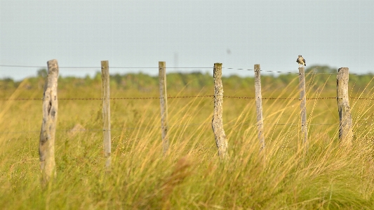 Nature grass marsh plant Photo