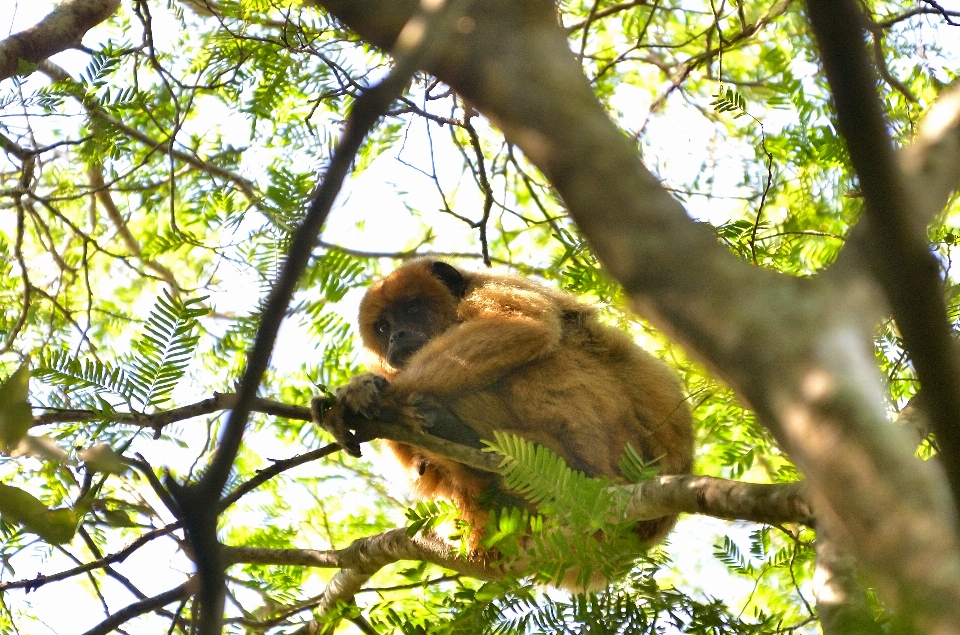 Albero natura ramo animali selvatici