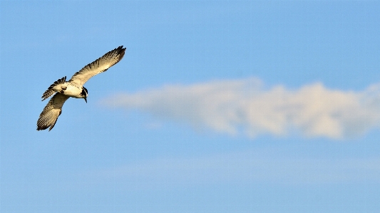 Photo Nature oiseau aile nuage