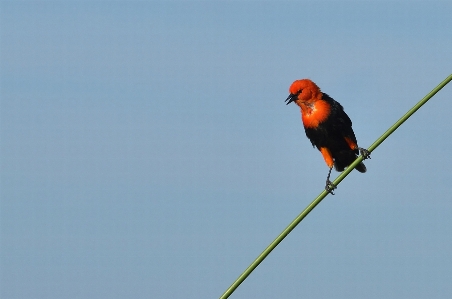 自然 鳥 花 野生動物 写真