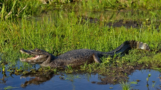 Nature swamp pond wildlife Photo