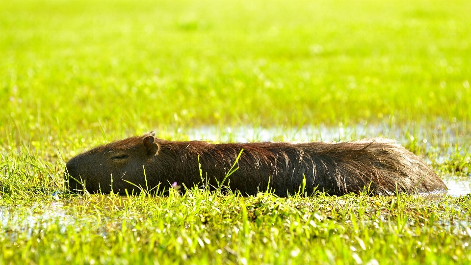 Naturaleza césped campo prado
