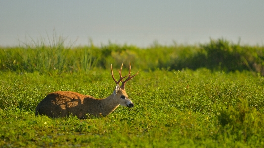 Nature grass meadow prairie Photo