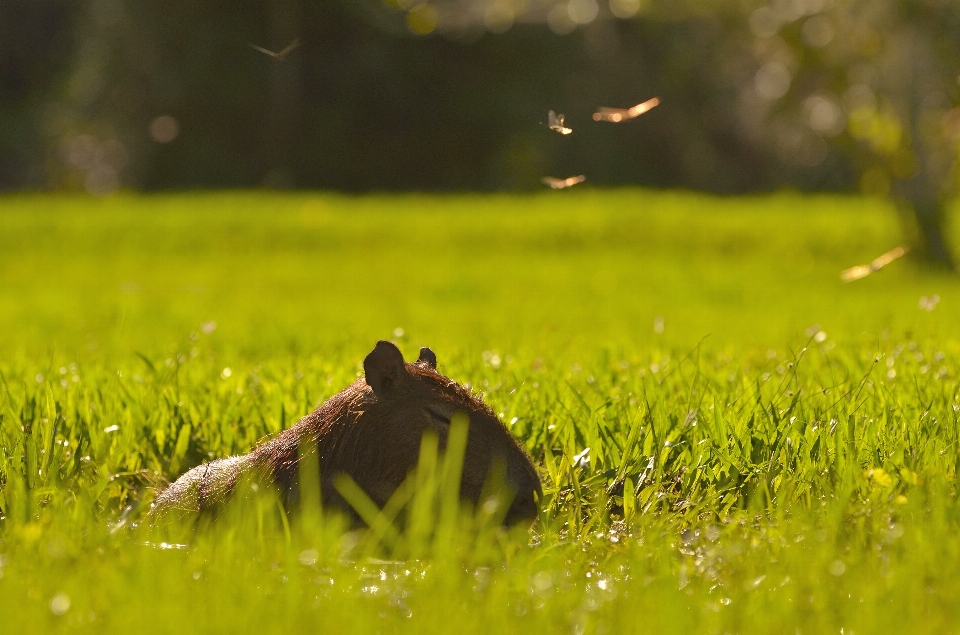 Nature herbe oiseau pelouse