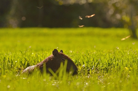 Natur gras vogel rasen Foto